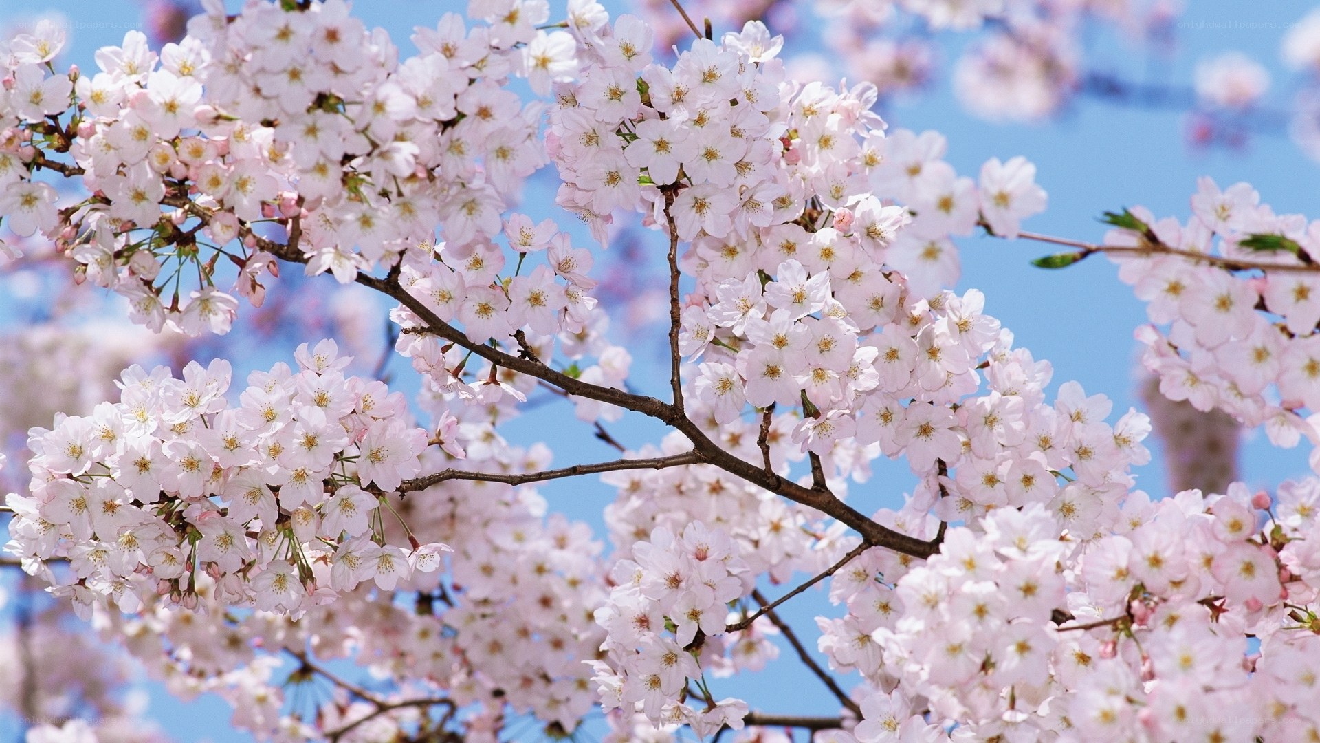 Cherry blossoms in full bloom
