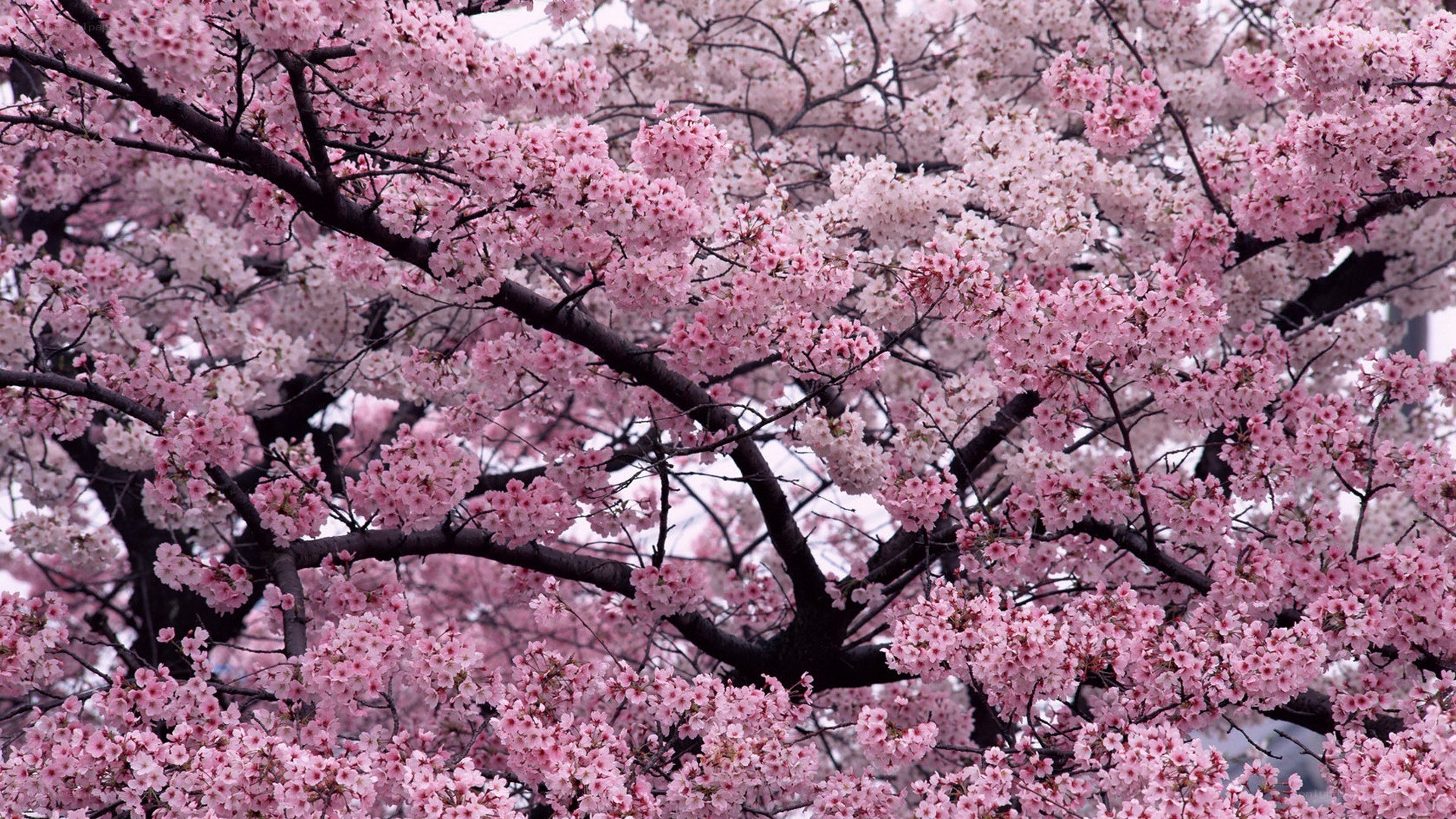 cherry blossoms in full bloom