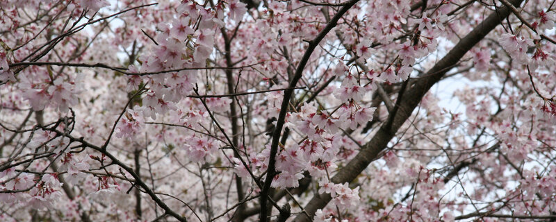 cherry blossoms in full bloom