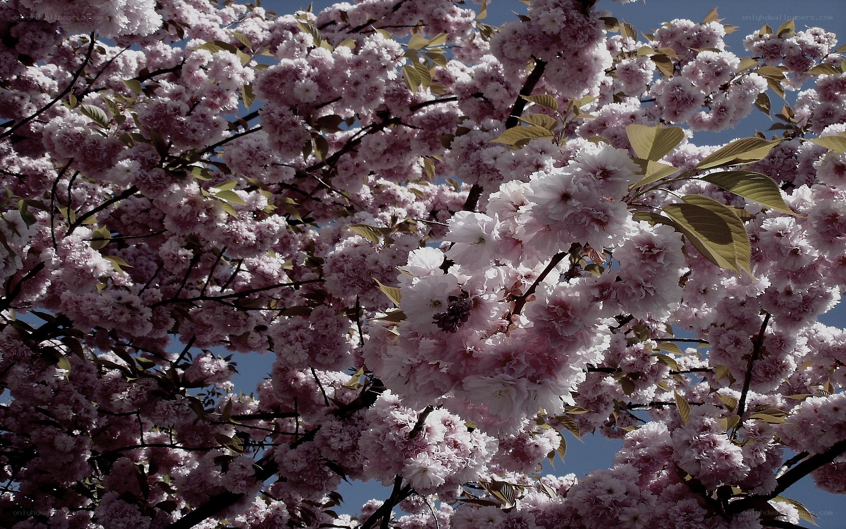 cherry blossoms in full bloom