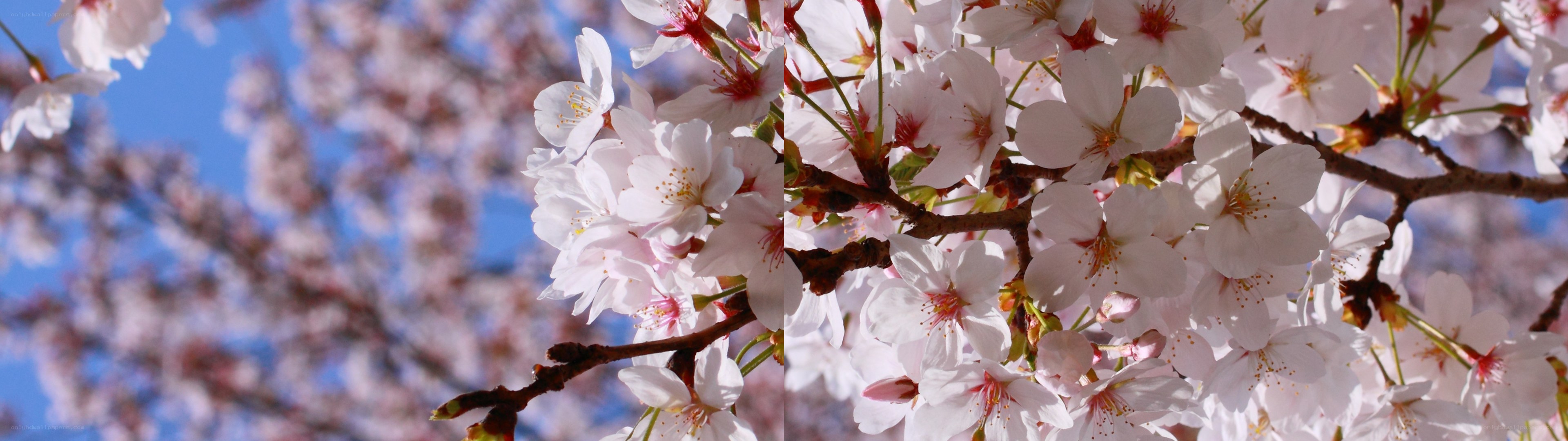 Cherry blossoms in full bloom