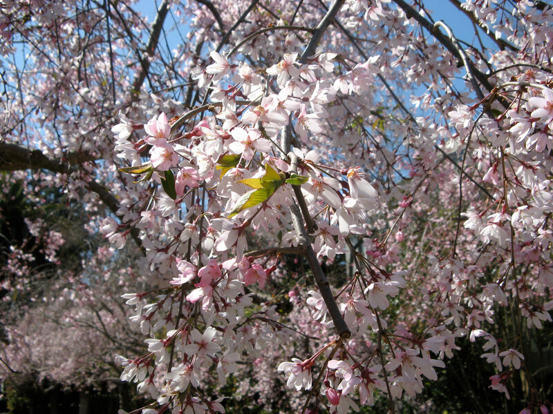 Cherry blossoms in full bloom