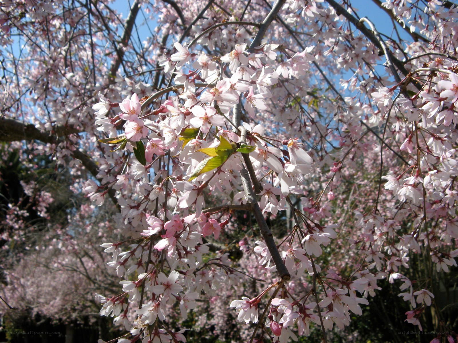 Cherry blossoms in full bloom