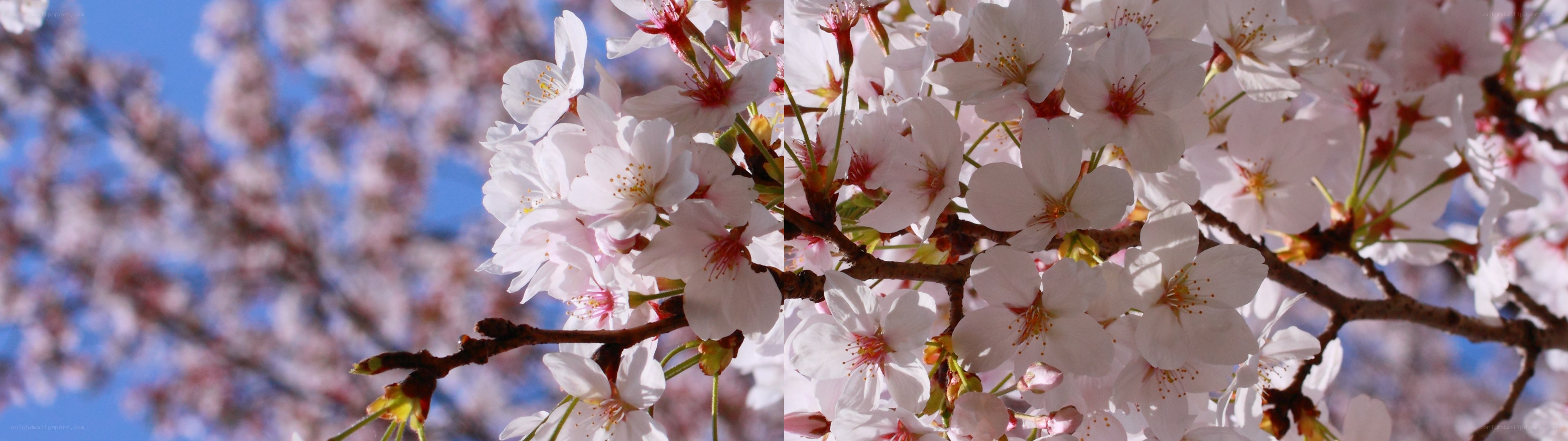 Cherry blossoms in full bloom