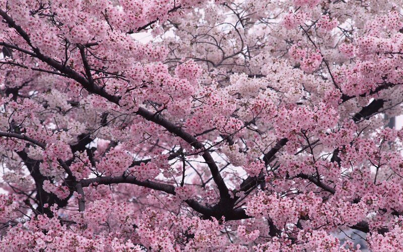 cherry blossoms in full bloom