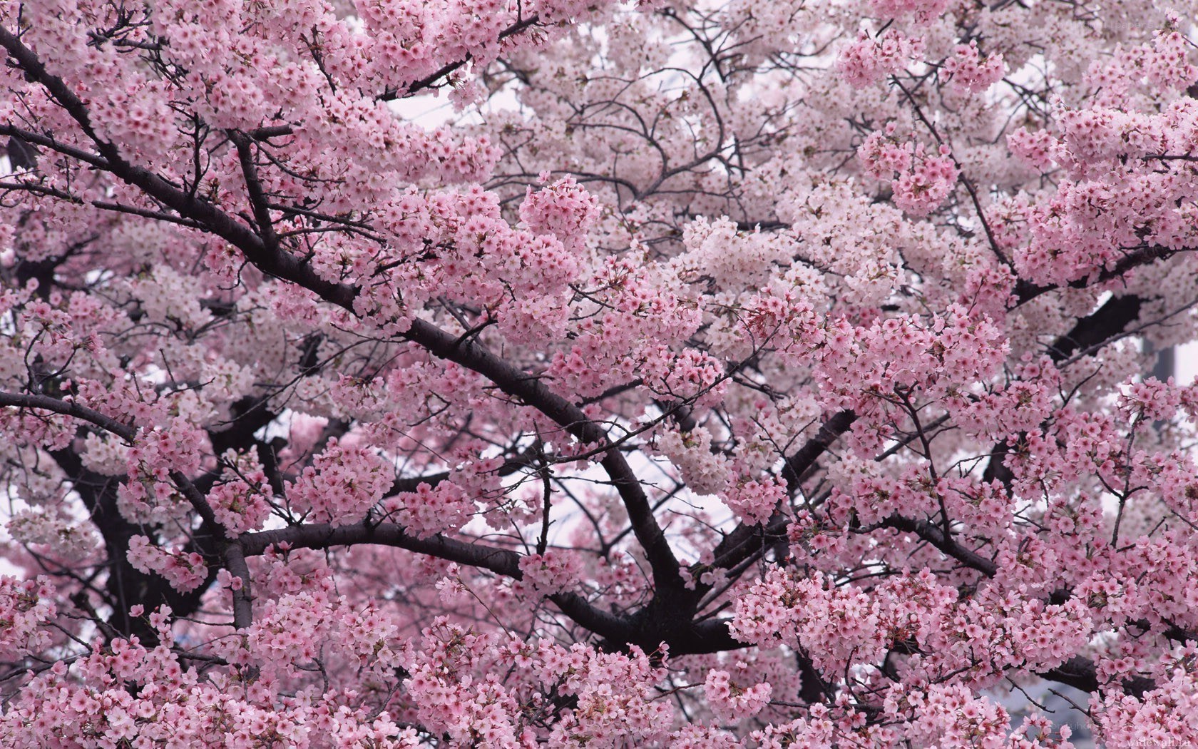 cherry blossoms in full bloom