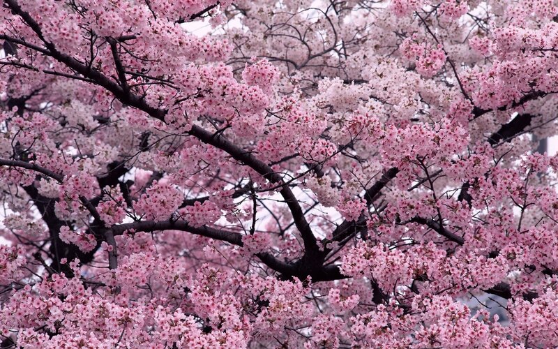 Cherry blossoms in full bloom