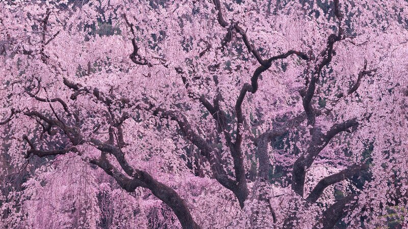 Cherry blossoms in full bloom