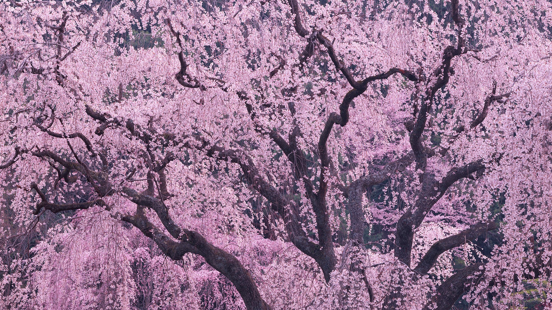 Cherry blossoms in full bloom