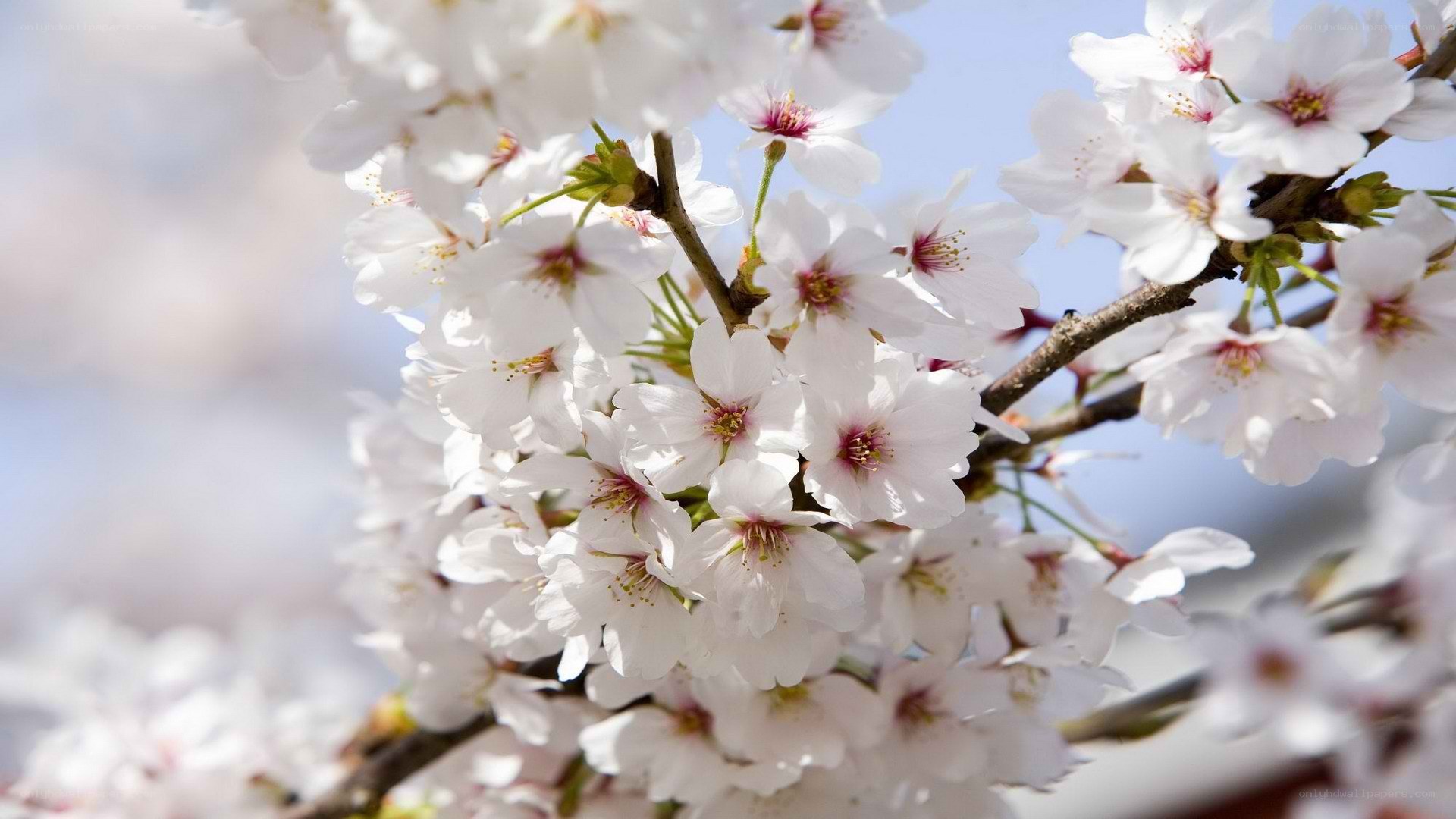 cherry blossoms in full bloom