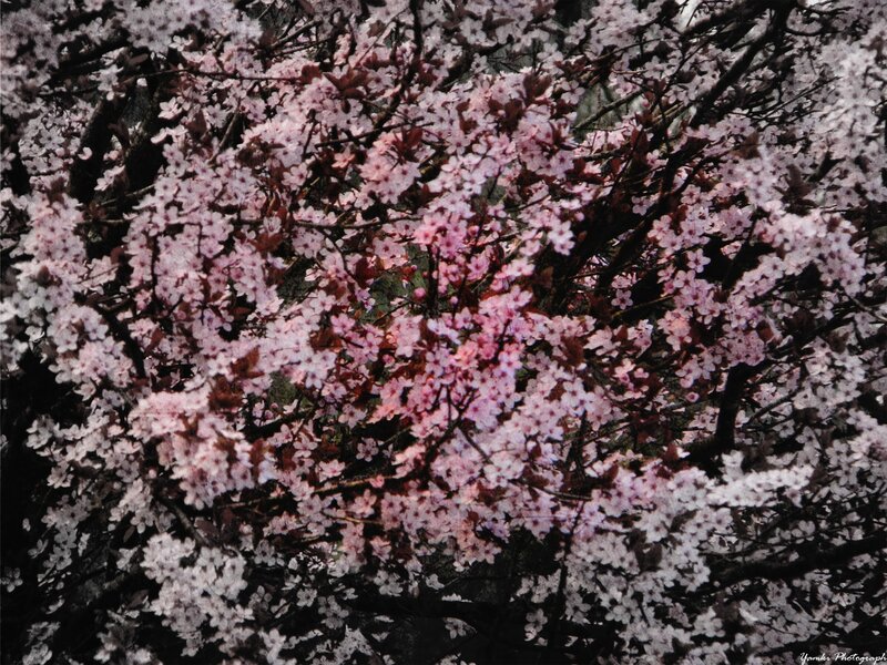 cherry blossoms in full bloom