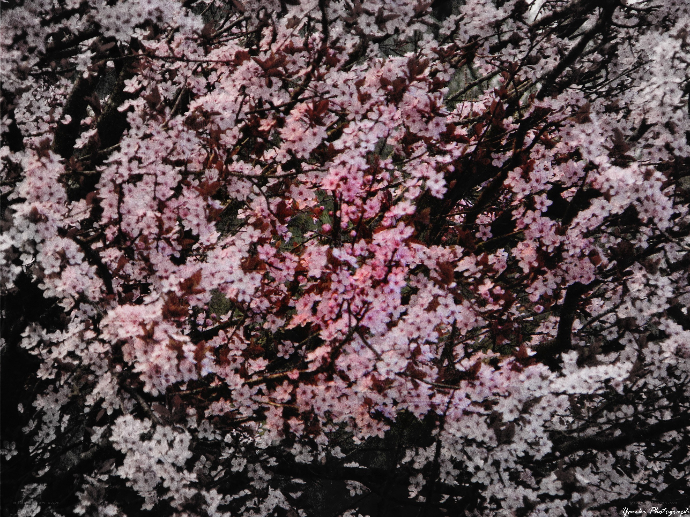 cherry blossoms in full bloom