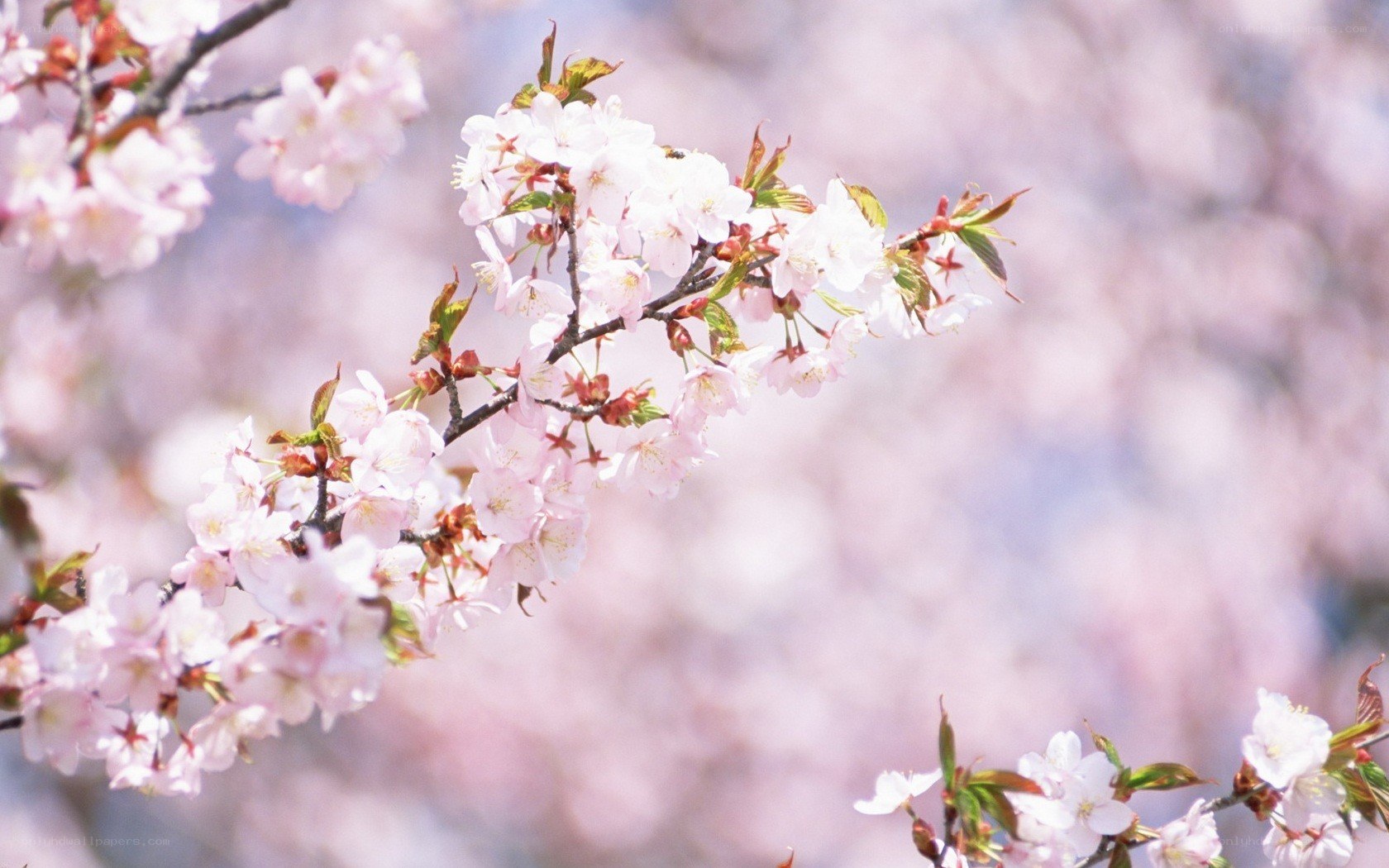 Cherry blossoms in full bloom