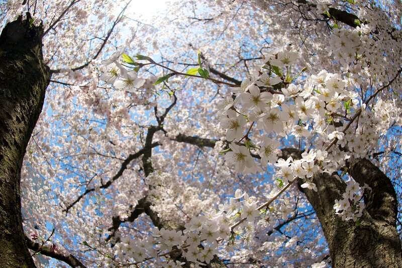 Cherry blossoms in full bloom