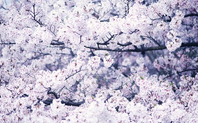 cherry blossoms in full bloom
