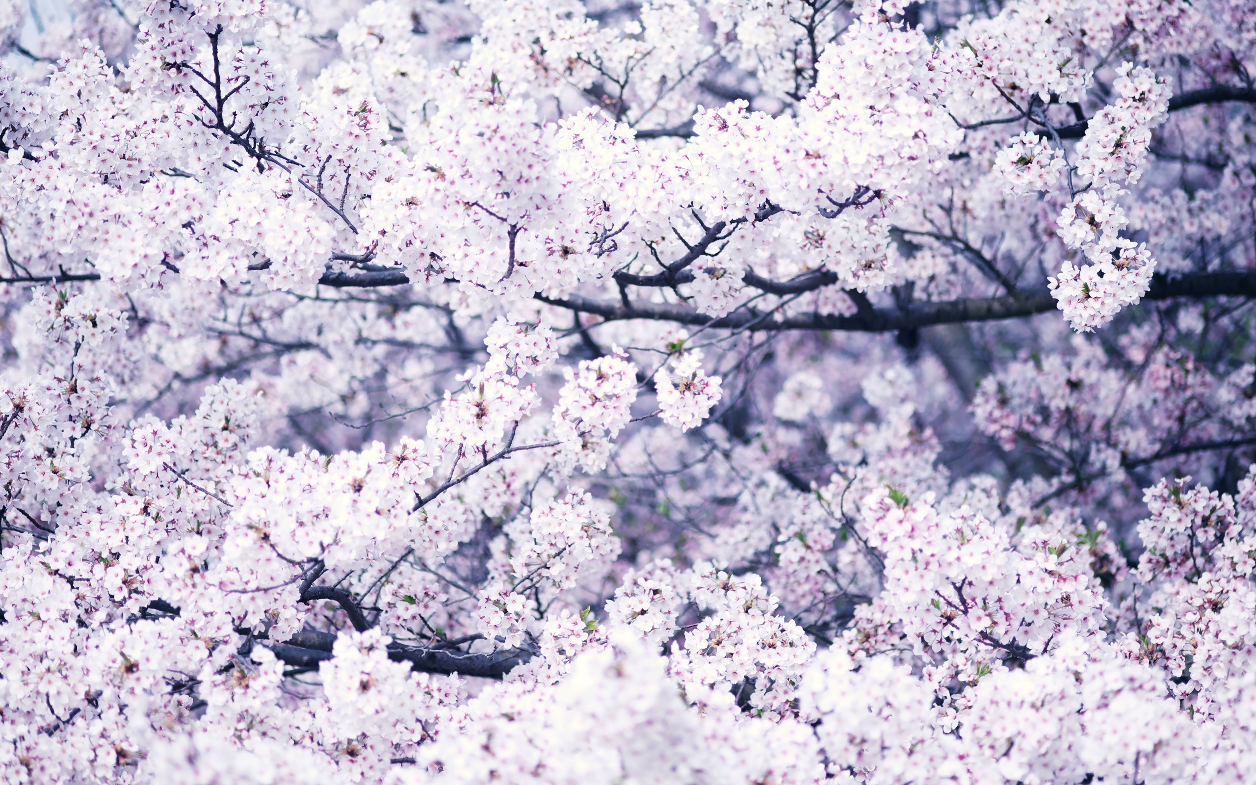 cherry blossoms in full bloom