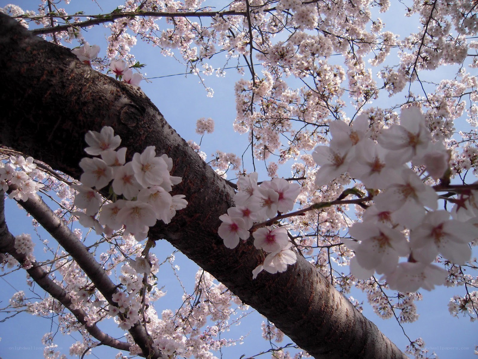 Cherry blossoms in full bloom