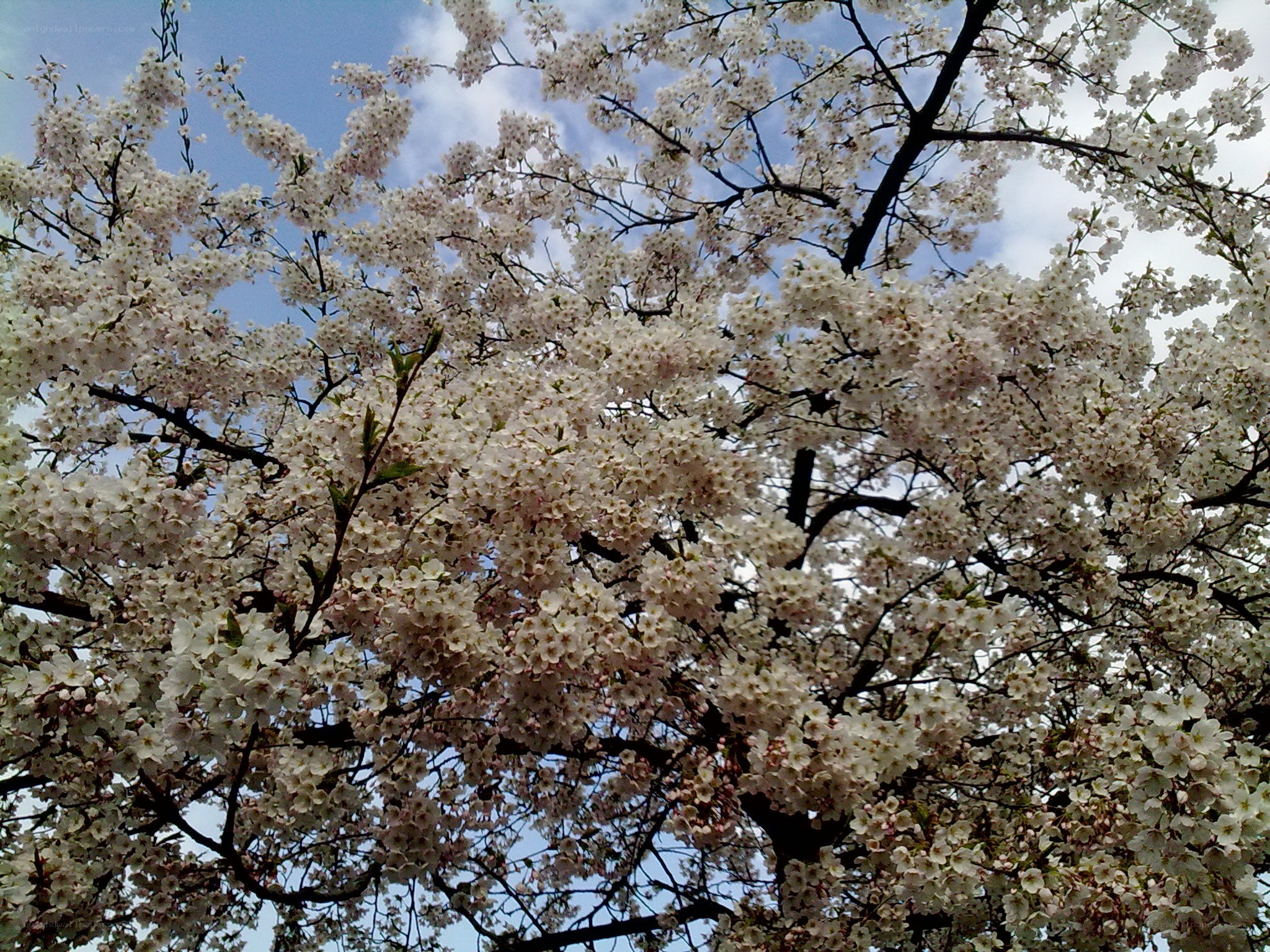 cherry blossoms in full bloom