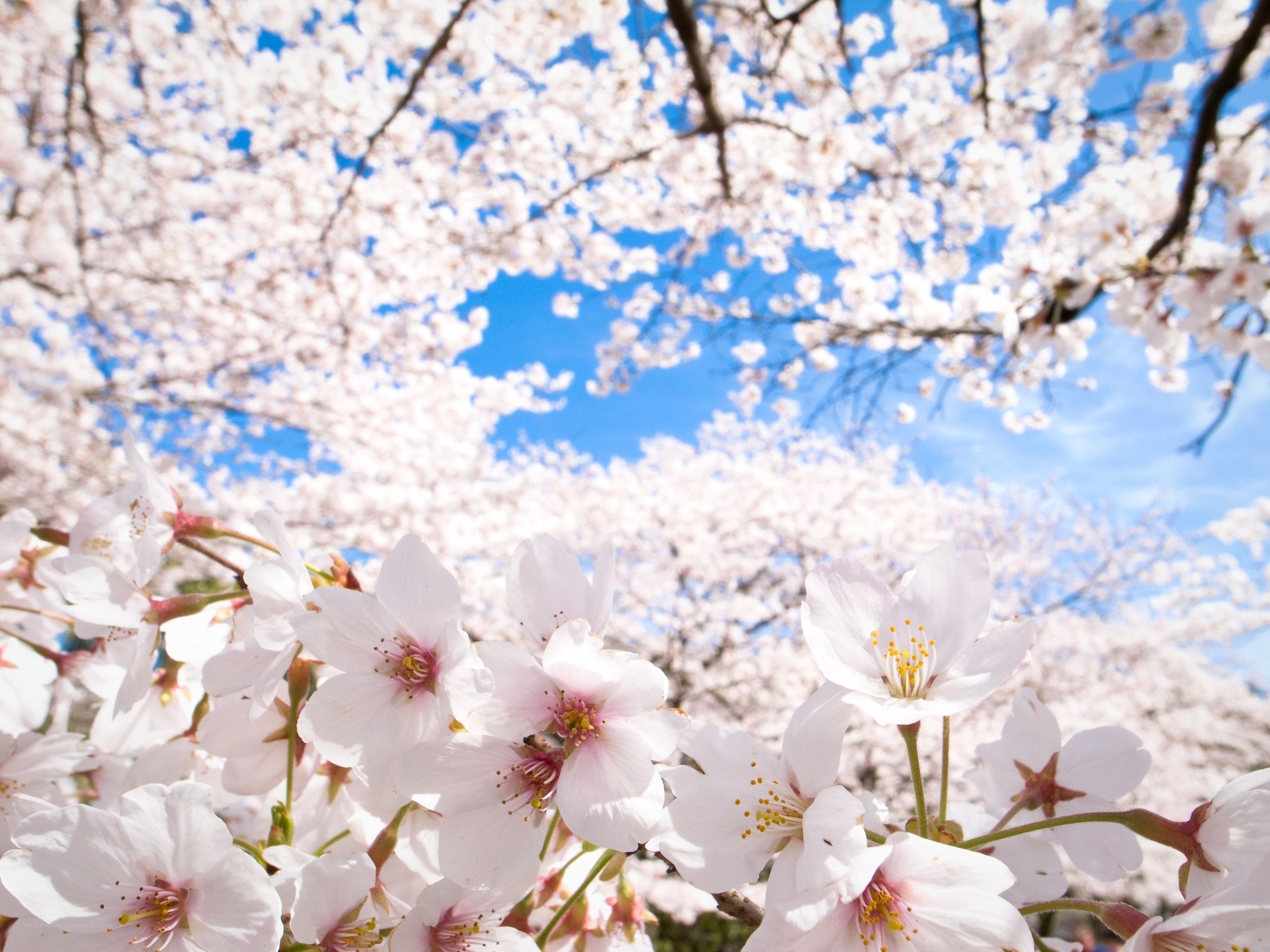 Cherry blossoms in full bloom