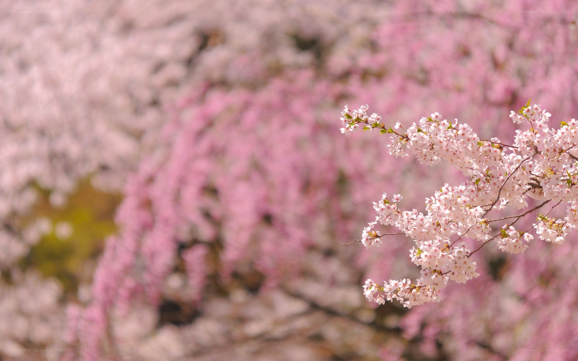 Cherry blossoms in full bloom