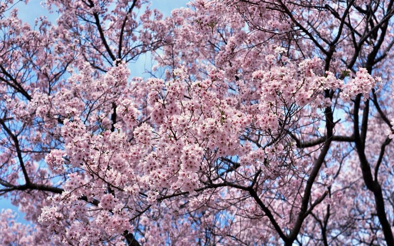 cherry blossoms in full bloom