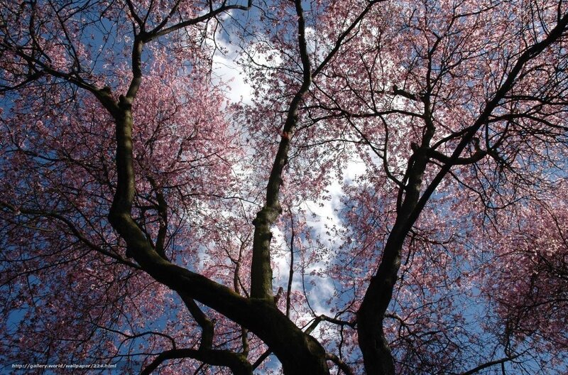 Cherry blossoms in full bloom