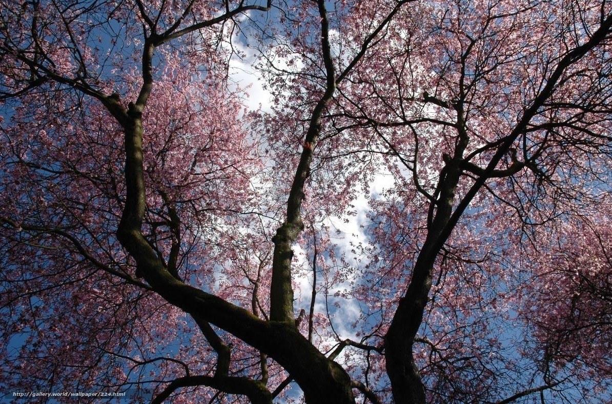 Cherry blossoms in full bloom