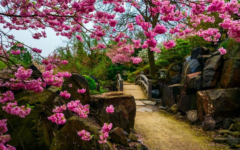 Cherry Blossoms in Garden — Pink, Serene