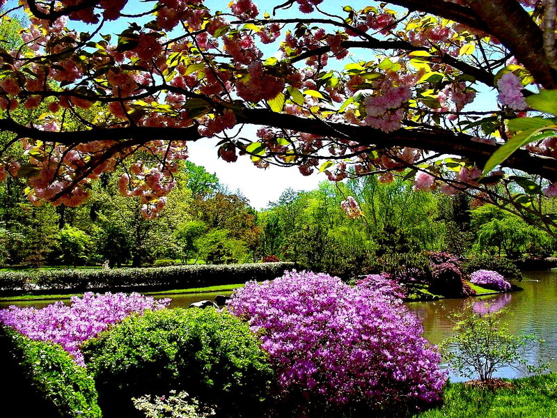 Cherry Blossoms in Garden — Pink