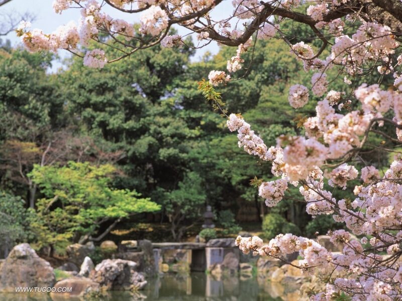 Cherry Blossoms in Garden