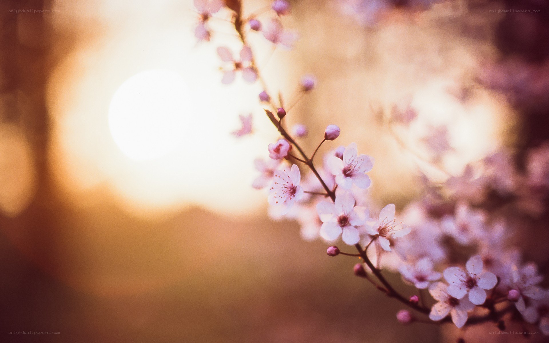 Cherry blossoms in golden light