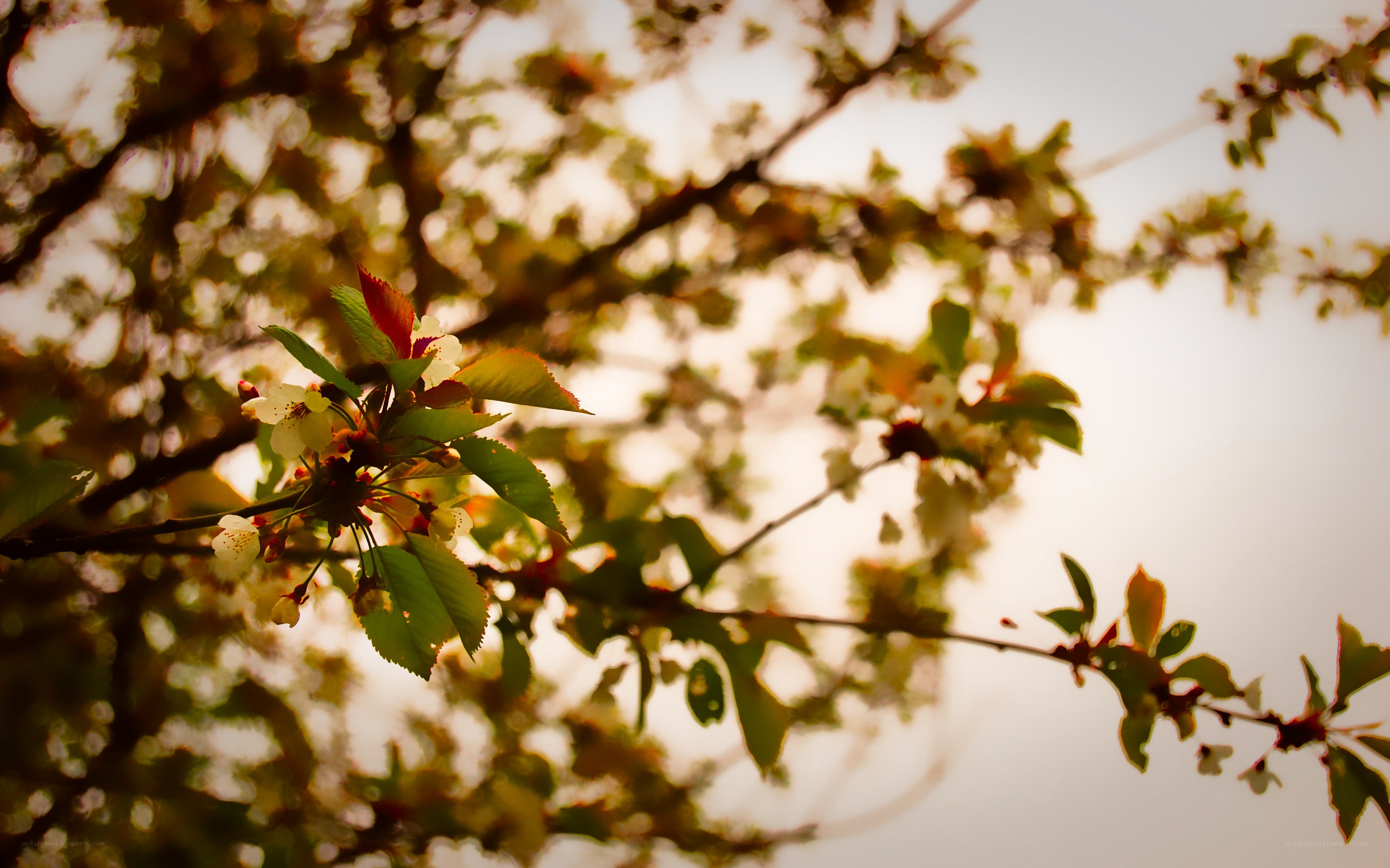 Cherry blossoms in golden light