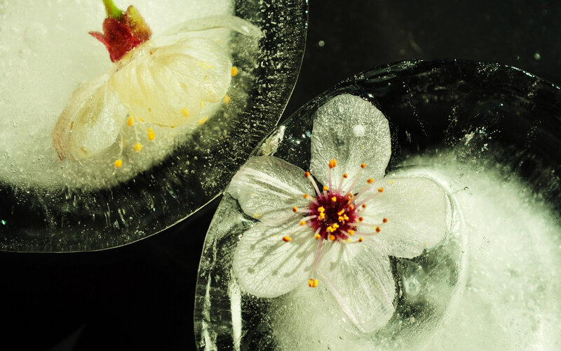 Cherry Blossoms in Ice