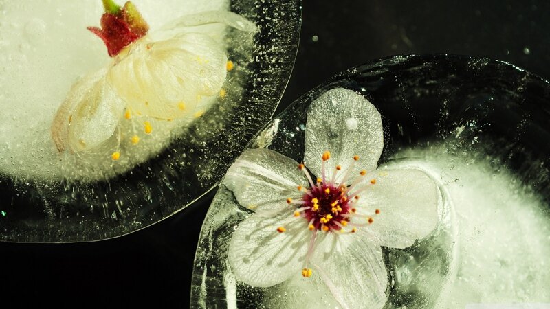 Cherry Blossoms in Ice — White, Dramatic