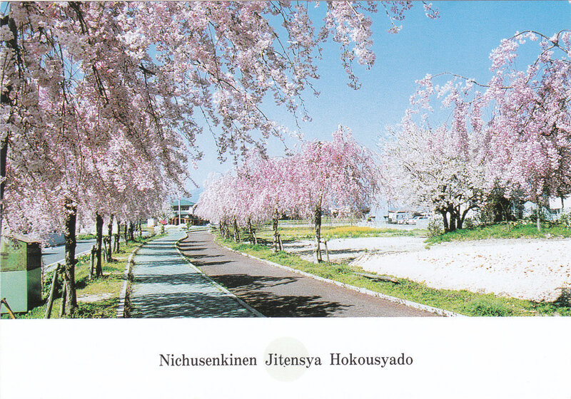 Cherry blossoms in Japan