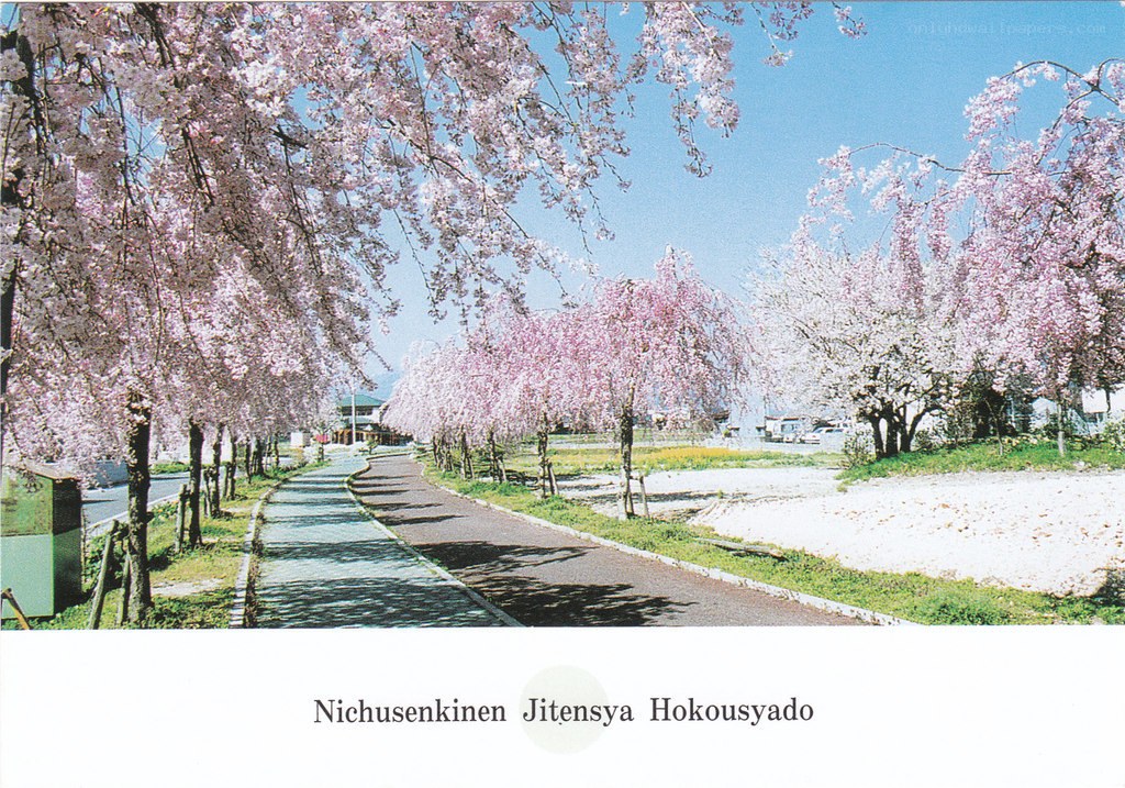 Cherry blossoms in Japan