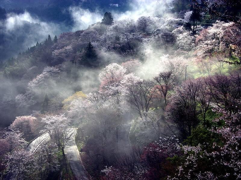 Cherry blossoms in misty mountains
