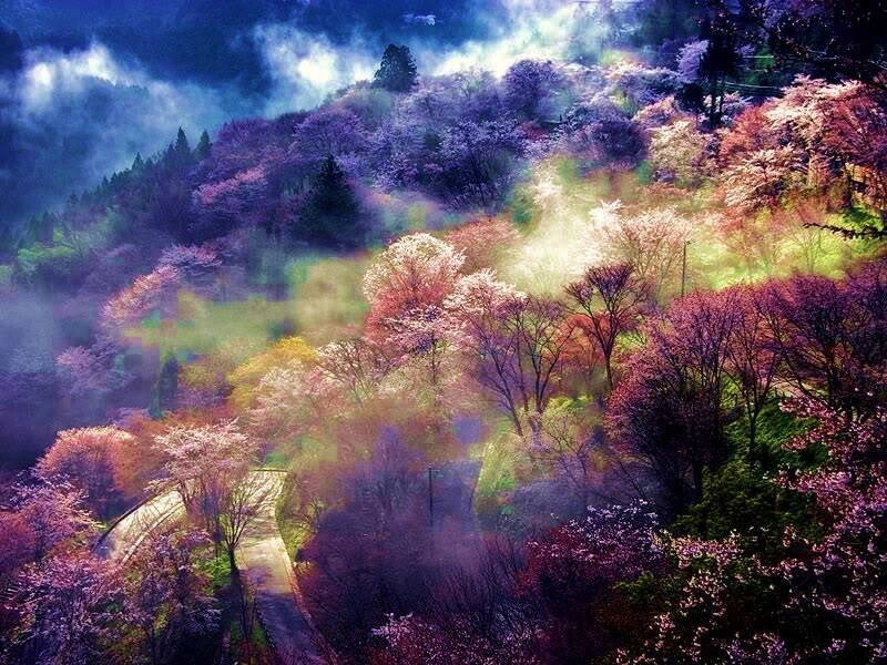 Cherry blossoms in misty valley