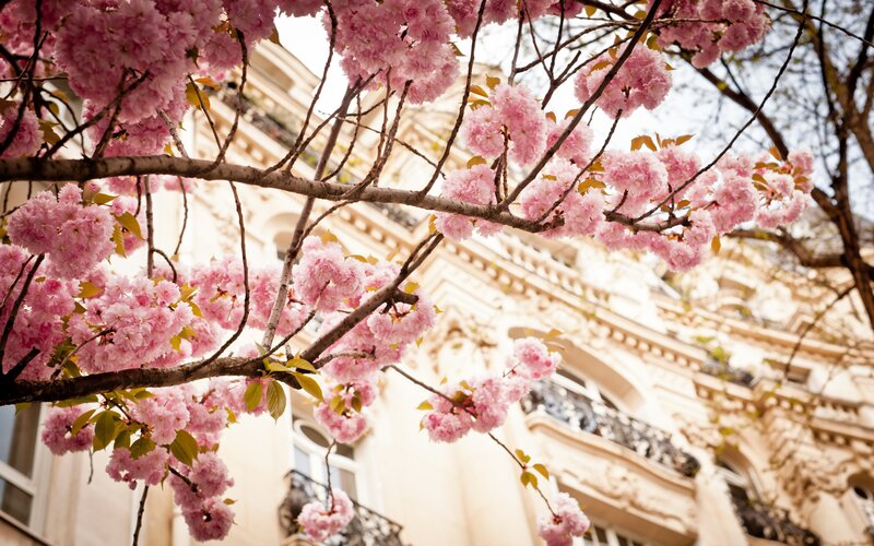 cherry blossoms in paris
