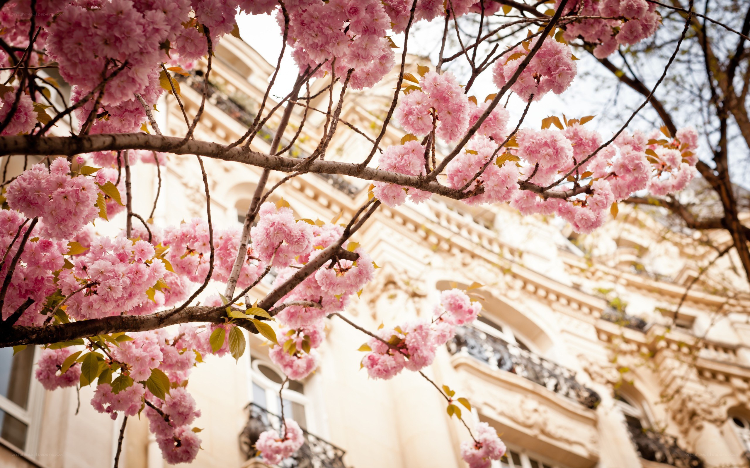 cherry blossoms in paris