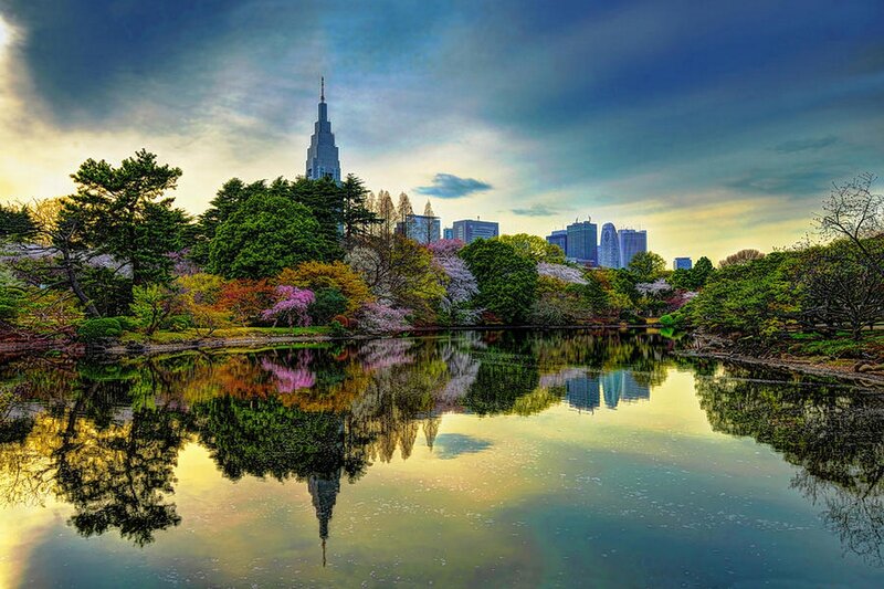 Cherry Blossoms in Park — Green, Serene