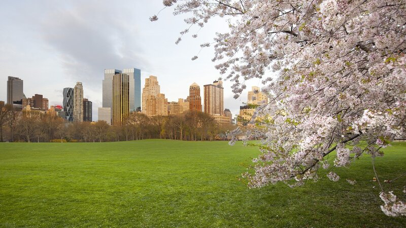 Cherry Blossoms in Park — Green