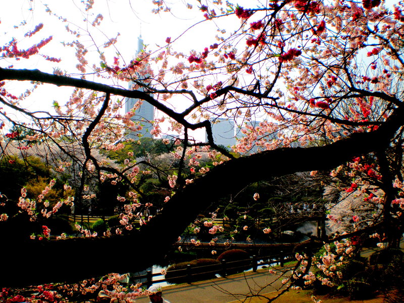 Cherry Blossoms in Park — Pink