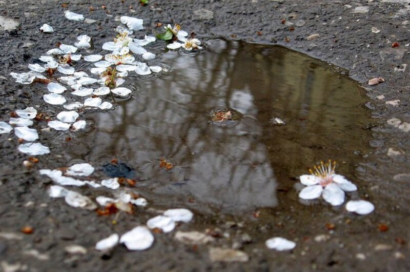 Cherry Blossoms in Puddle