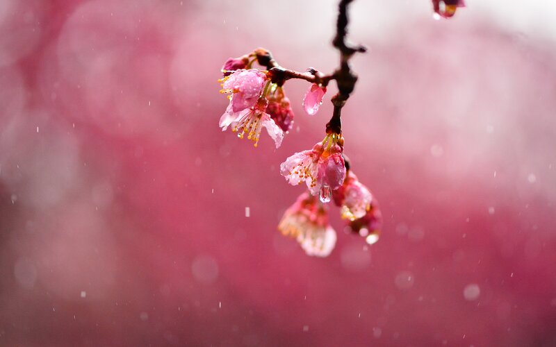 Cherry Blossoms in Rain — Pink