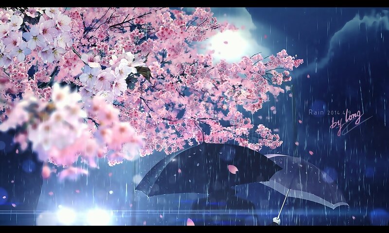 Cherry Blossoms in Rain