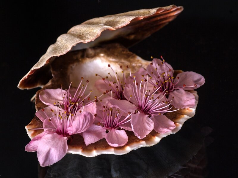 Cherry Blossoms in Shell — Pink