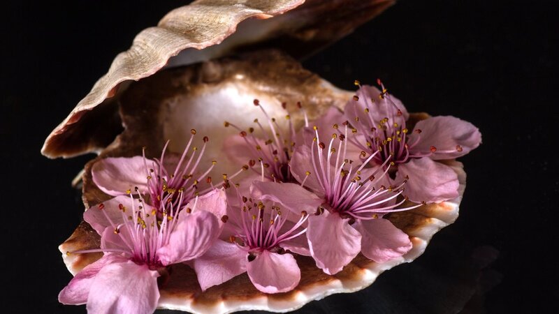Cherry Blossoms in Shell