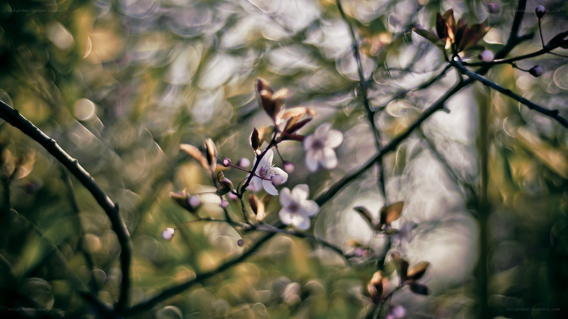 Cherry blossoms in soft focus
