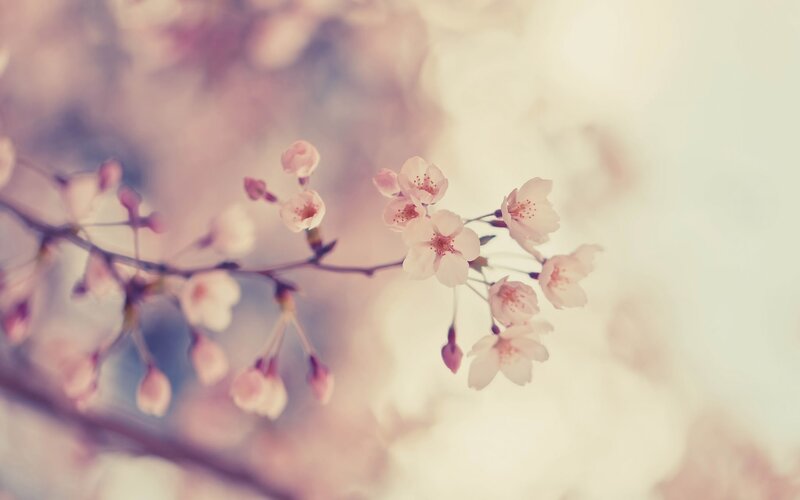 cherry blossoms in soft focus